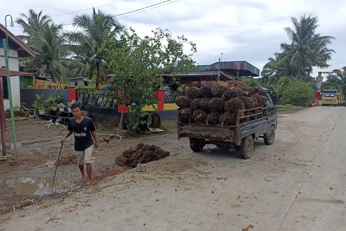 Harga TBS Sawit di Bengkulu Tengah Naik Lagi Rp 50, Tertinggi Rp 1.950 per Kilogram