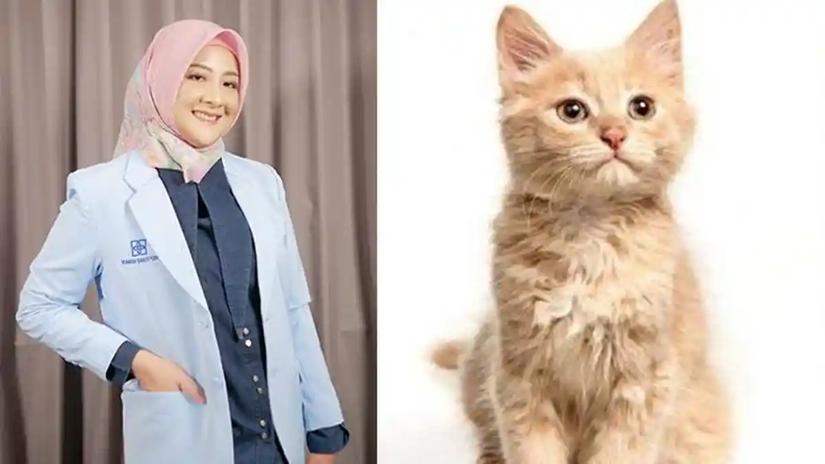 Benarkah Main Kucing saat Hamil Berisiko Toksoplasmosis? Ini Penjelasan Dokter JIH Solo Jateng