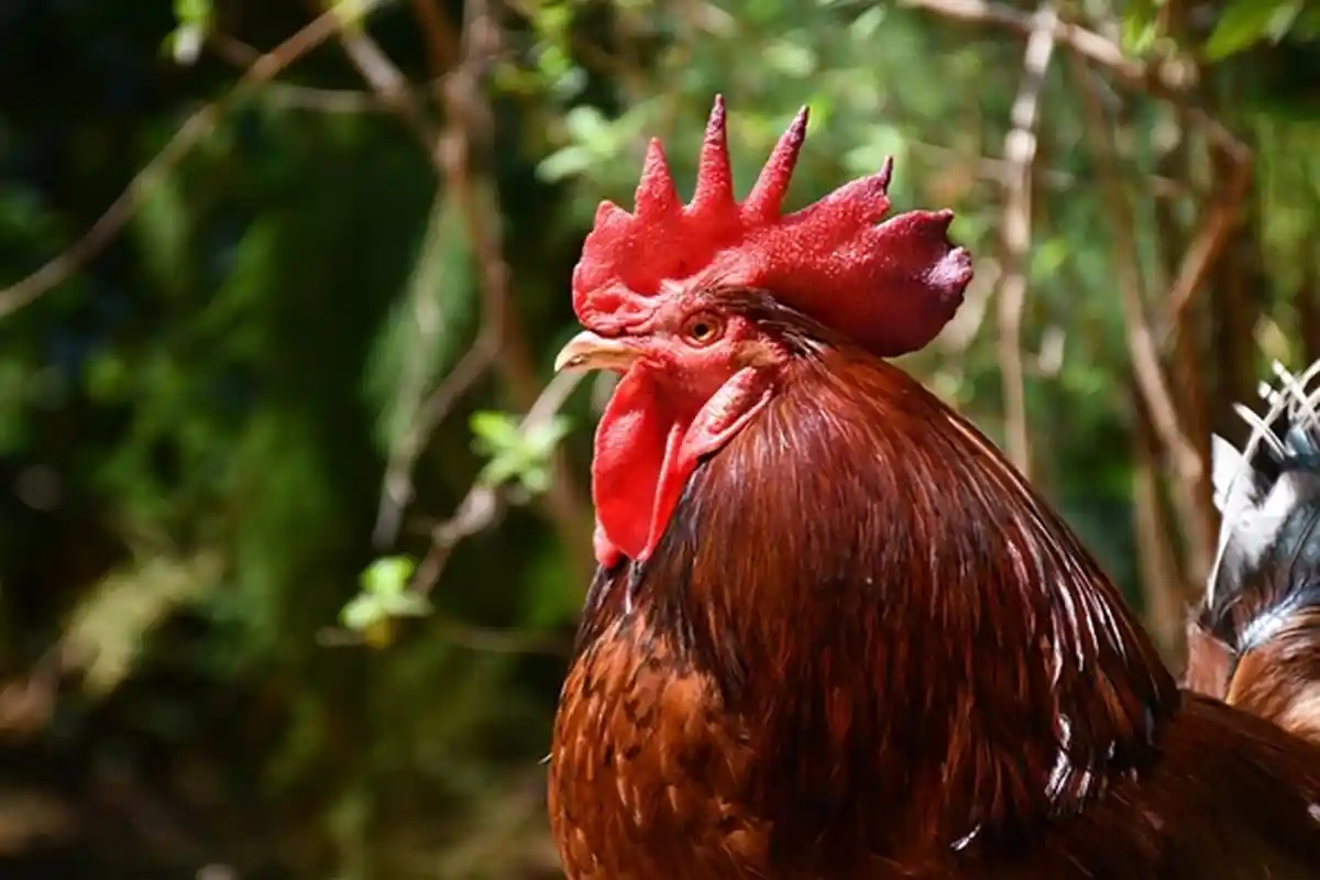 Arti Mimpi Tentang Ayam, Bisa Jadi Pertanda Awal Baru dalam Hidup, Begini Tafsiran Lengkapnya