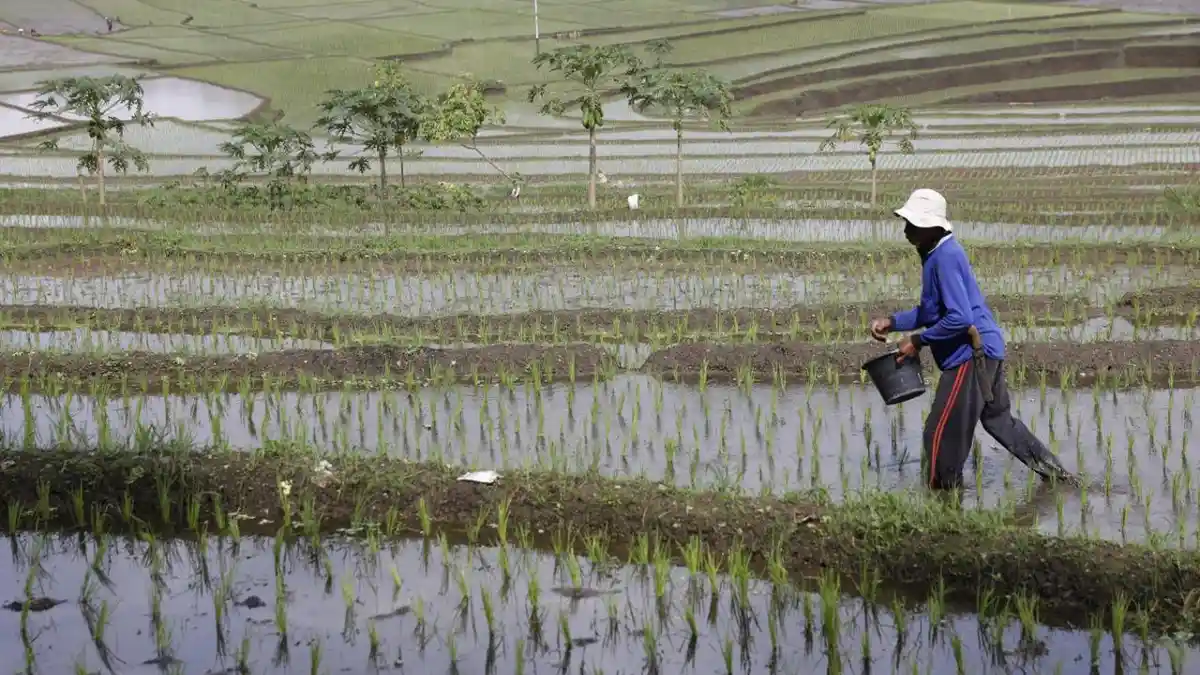 Nilai Tukar Petani September Tembus 124,36: Bukti Kesejahteraan Petani Meningkat
