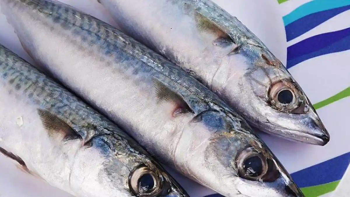 Tidak Banyak yang Tahu, Ini Manfaat Ikan Makarel Bagi Kesehatan, Bisa Menurunkan Risiko Diabetes