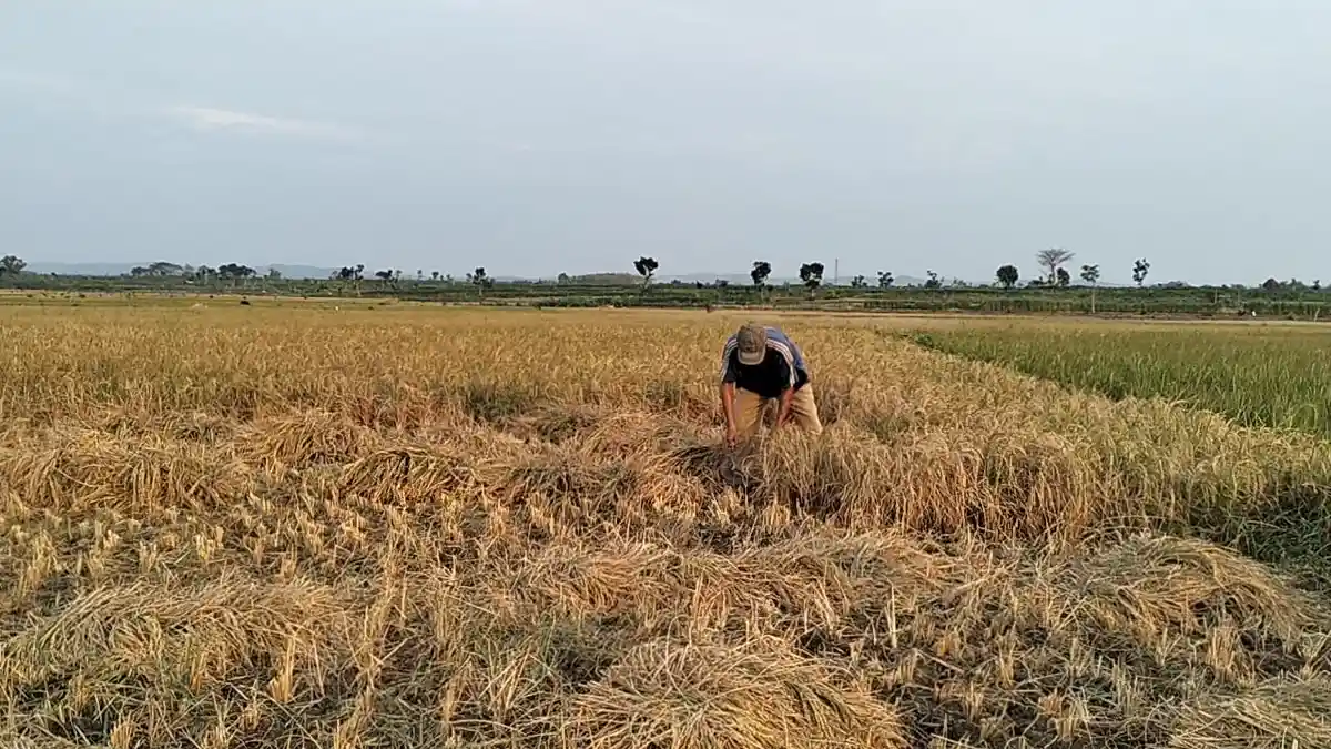 Prakiraan Cuaca Blora Jumat 12 Juli 2024: Cerah Berawan Sepanjang Hari 