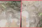 Fakta Video Viral Dengan Narasi Jejak Kaki Harimau, Lokasi Tak Jauh Dari Petani Diterkam