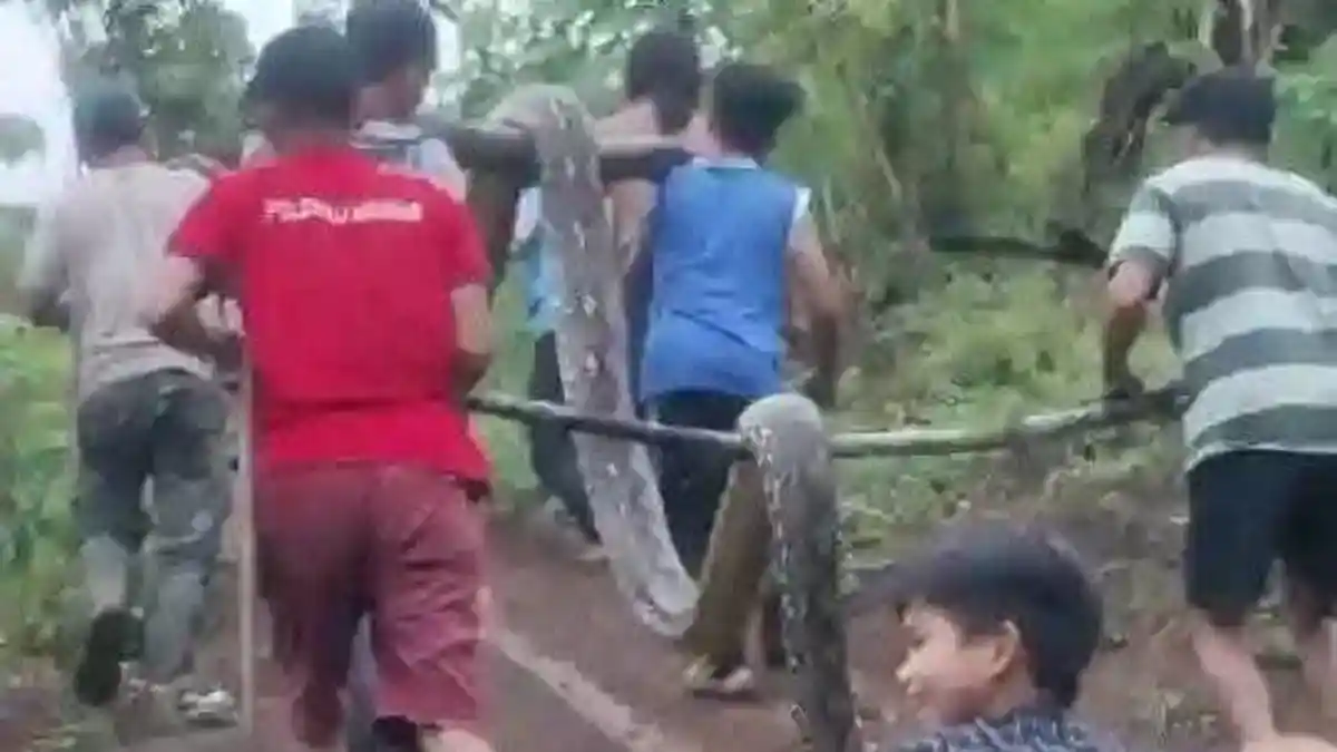 Gadis di Polman Nyaris Dimangsa Ular Piton 6 Meter, Ibu Korban Terluka Saat Tolong Anaknya