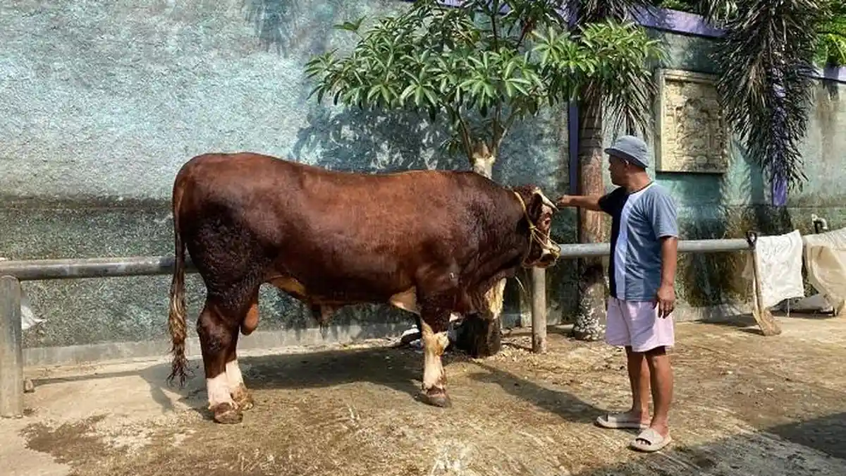 Mengenal Sontrot, Sapi Berbobot 1,50 Ton Dipilih Jadi Kurban Presiden Prabowo