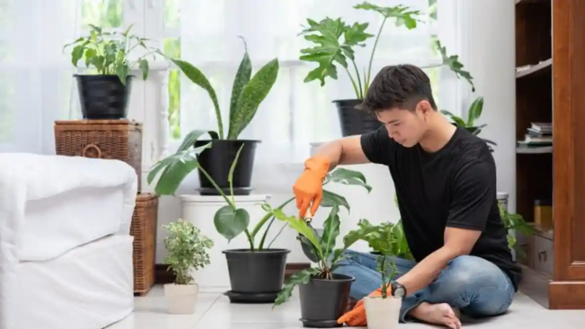 Sedang Populer, Ini Jenis Tanaman Hias yang Cocok di Dalam Rumah, Boleh Dicoba  