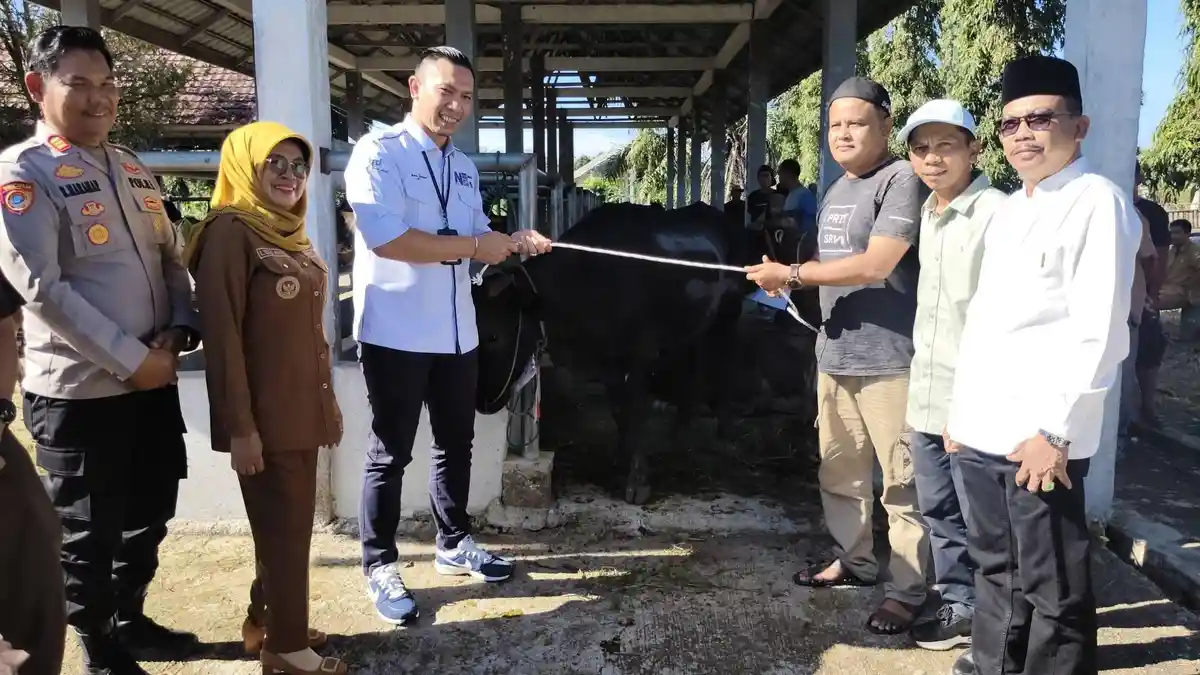 Pemkab Dharmasraya Salurkan 26 Hewan Kurban Iduladha 2026, Ada Sapi Istimewa Bantuan Presiden
