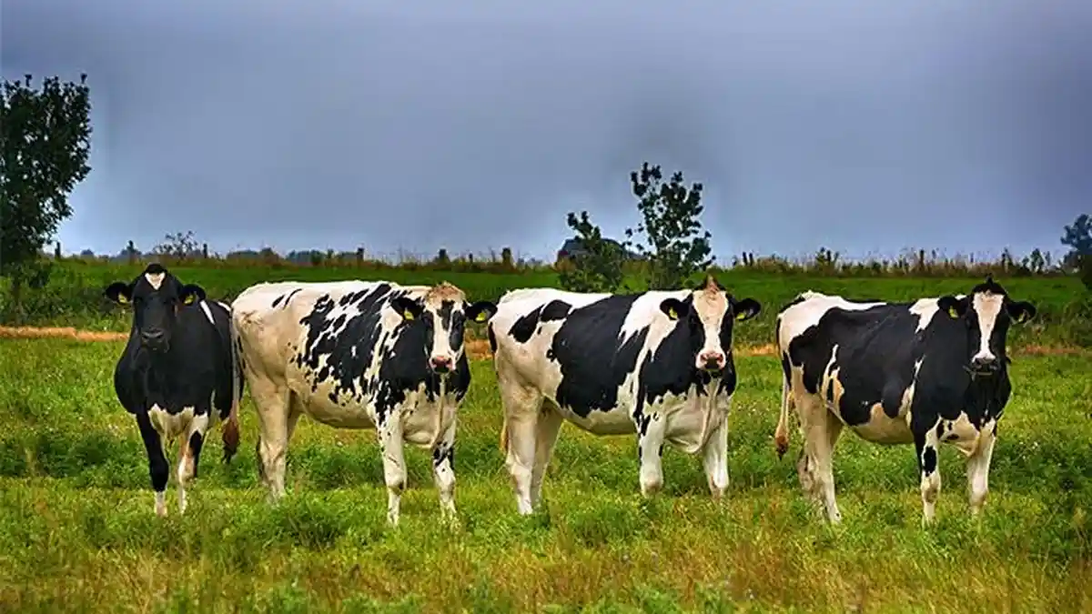 Australia Kirim 1.383 Sapi Perah ke Indonesia, Perkuat Pasokan Susu untuk Program MBG