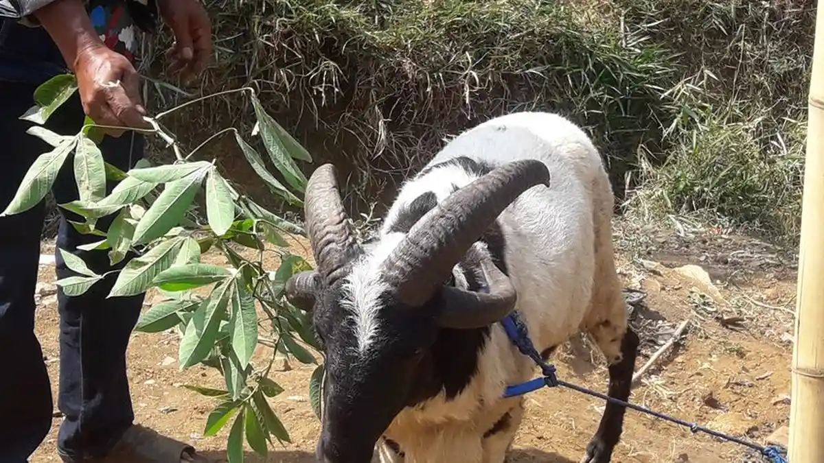 Domba Berbulu Hitam Putih Ini Tanduknya Empat, Baru Pertama Ada di Cibugel Sumedang