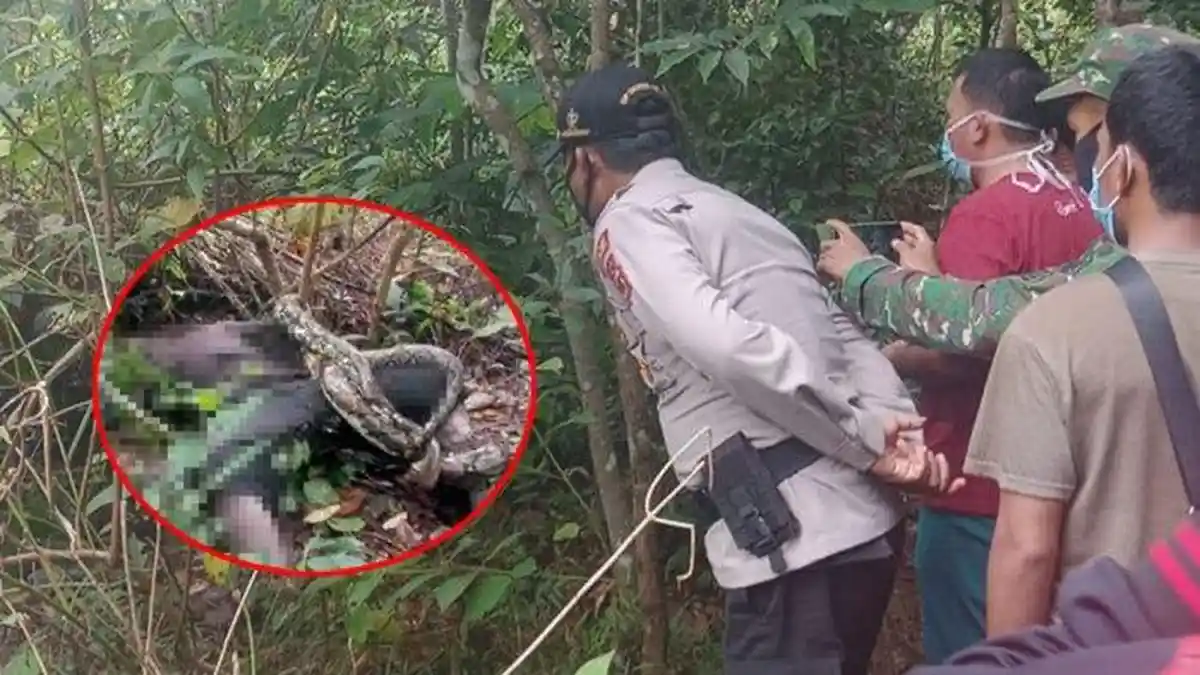 Dikira Disembunyikan Mahluk Penunggu Hutan, Jasad Maringin Ditemukan Dikelililingi Ular Piton