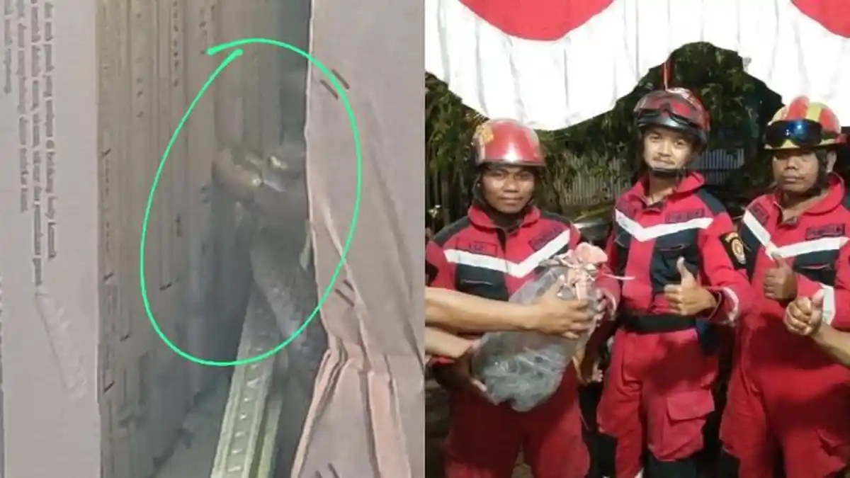 Penampakan Ular King Kobra Sepanjang 1,8 Meter Masuk Pekarangan Rumah Warga di Makassar