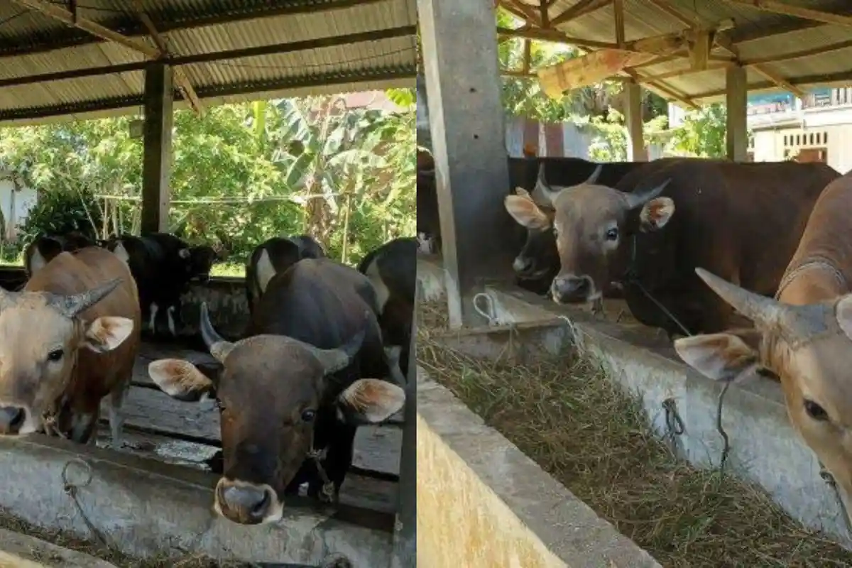 Syarat dan Ketentuan Hewan Kurban Hari Raya Idul Adha Sesuai Anjuran Rasulullah