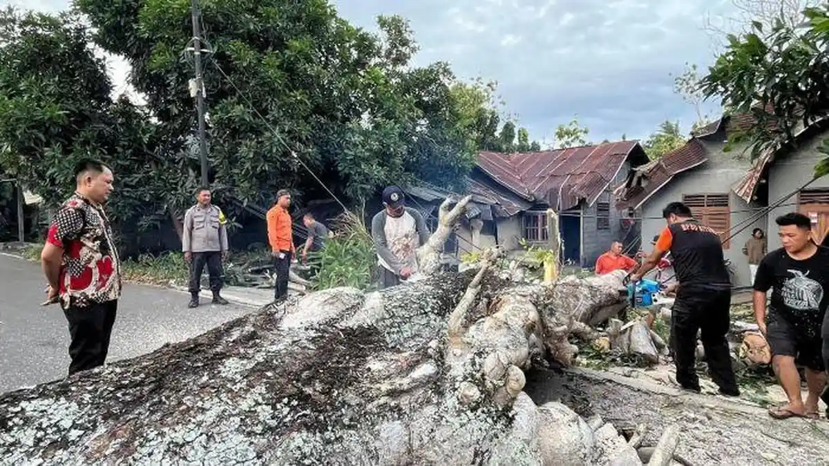 Pohon dan Tiang Listrik Roboh di Sagerat Bitung Sulut, Satu Motor Tertimpa