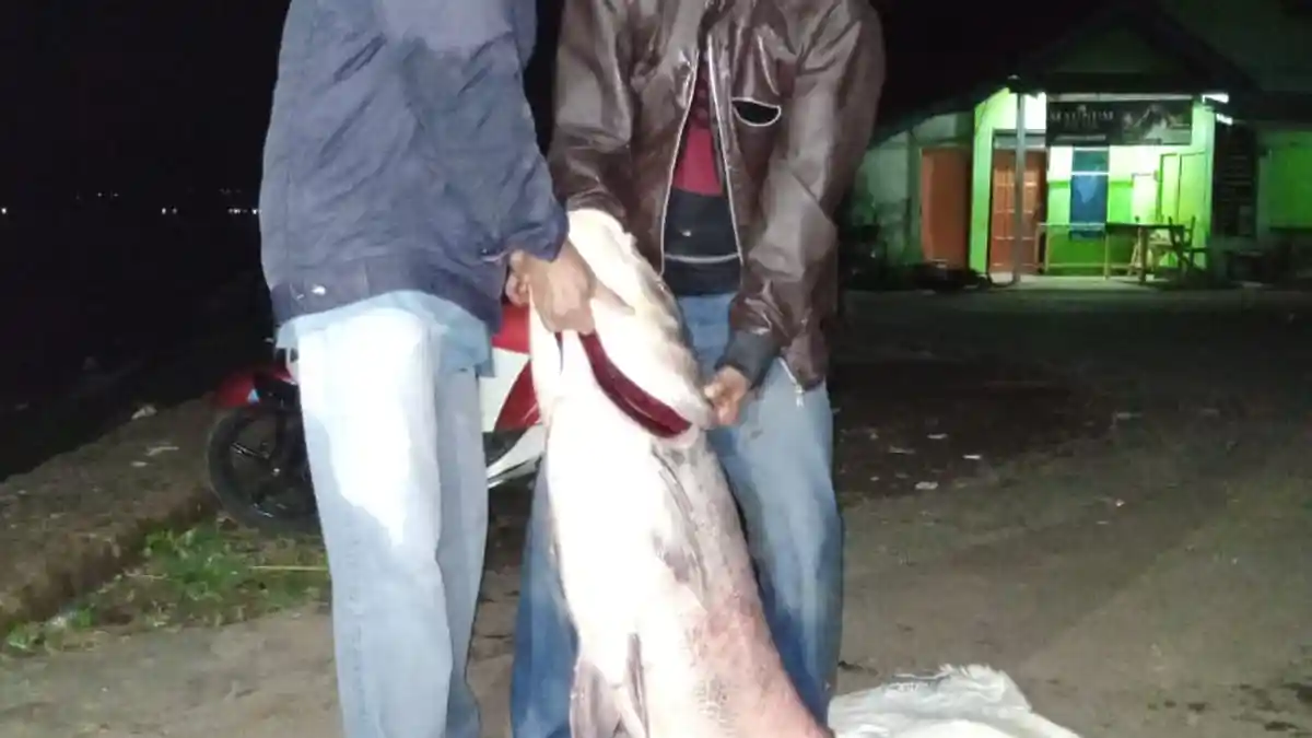 Begini Penampakan Ikan Raksasa yang Ditangkap di Waduk Darma Kuningan, Beratnya Puluhan Kilogram!