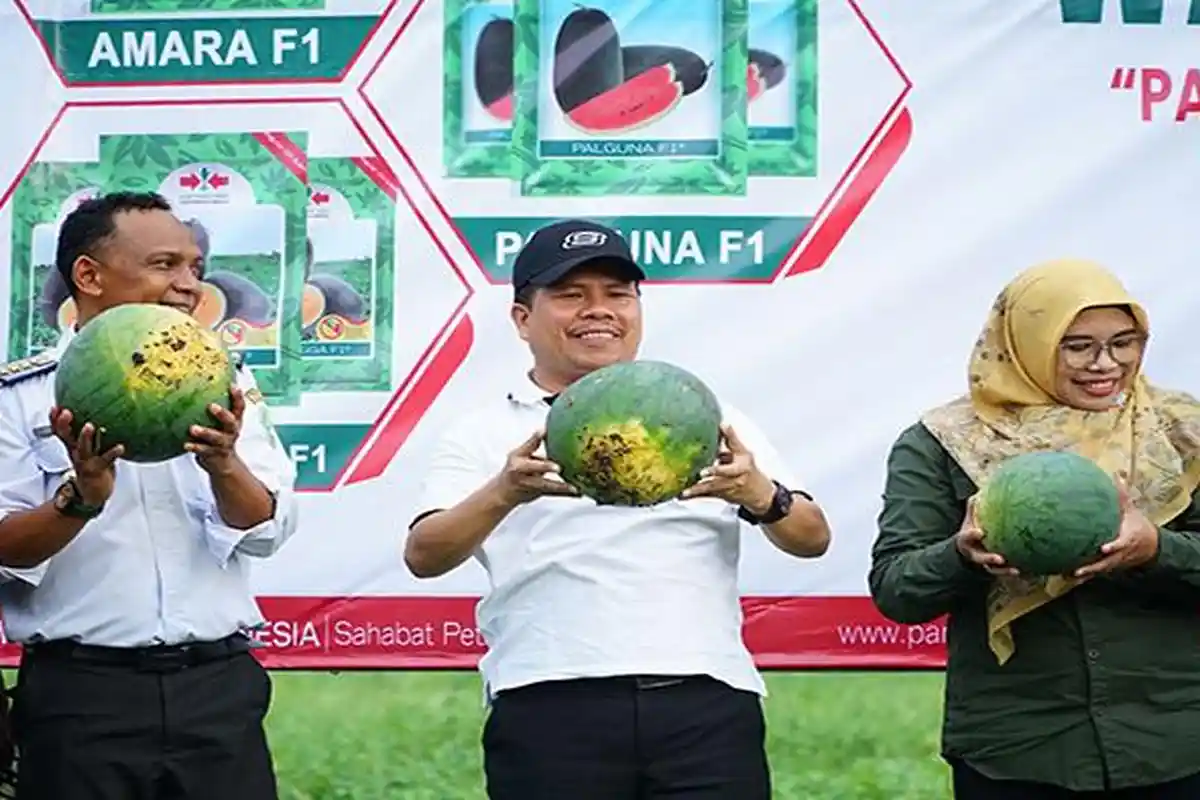 Petani Semangka Desa Sagu Apresiasi Pemkab Sambas, Harap Bantuan Alat Angkut Buah