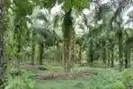 Pengelola Pabrik Beli Sawit di Bawah Harga Ketetapan Pemerintah, Petani Luwu Utara Protes