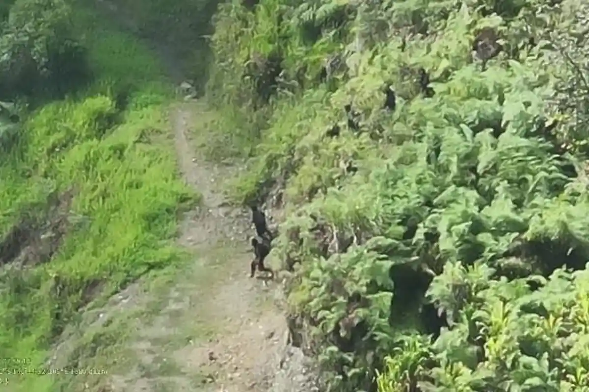 2 Prajurit TNI Gugur dalam Kontak Tembak dengan KKB di Distrik Kiwirok Papua