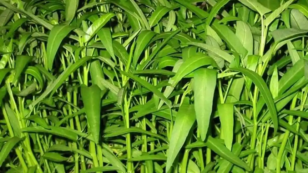 Air Rebusan Akar Kangkung Dapat untuk Mengatasi Sakit Gigi dan Gusi