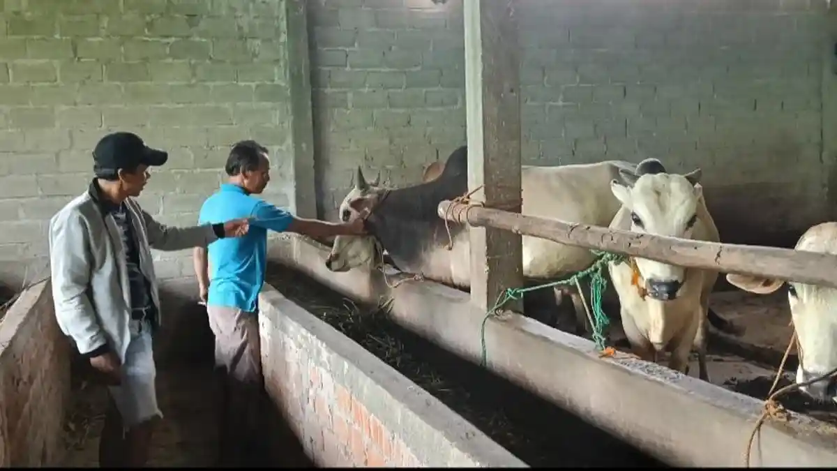 Disbunnak OKI Ingatkan Syarat Sah Hewan Kurban, Diimbau Jangan Asal Beli