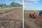 Penamaan-kacang-hijau-di-sabu-raijua.jpg