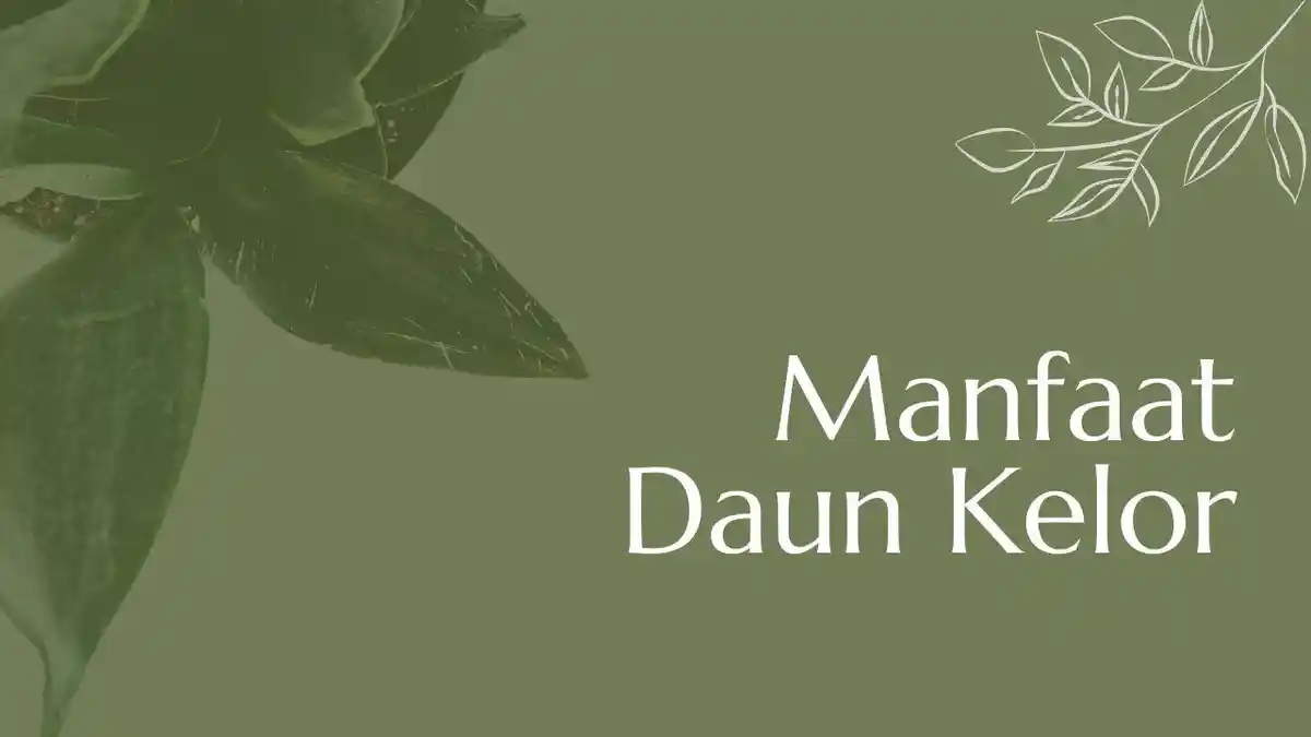 7 Manfaat Daun Kelor, dari Penguat ASI hingga Pelawan Diabetes Tipe 2
