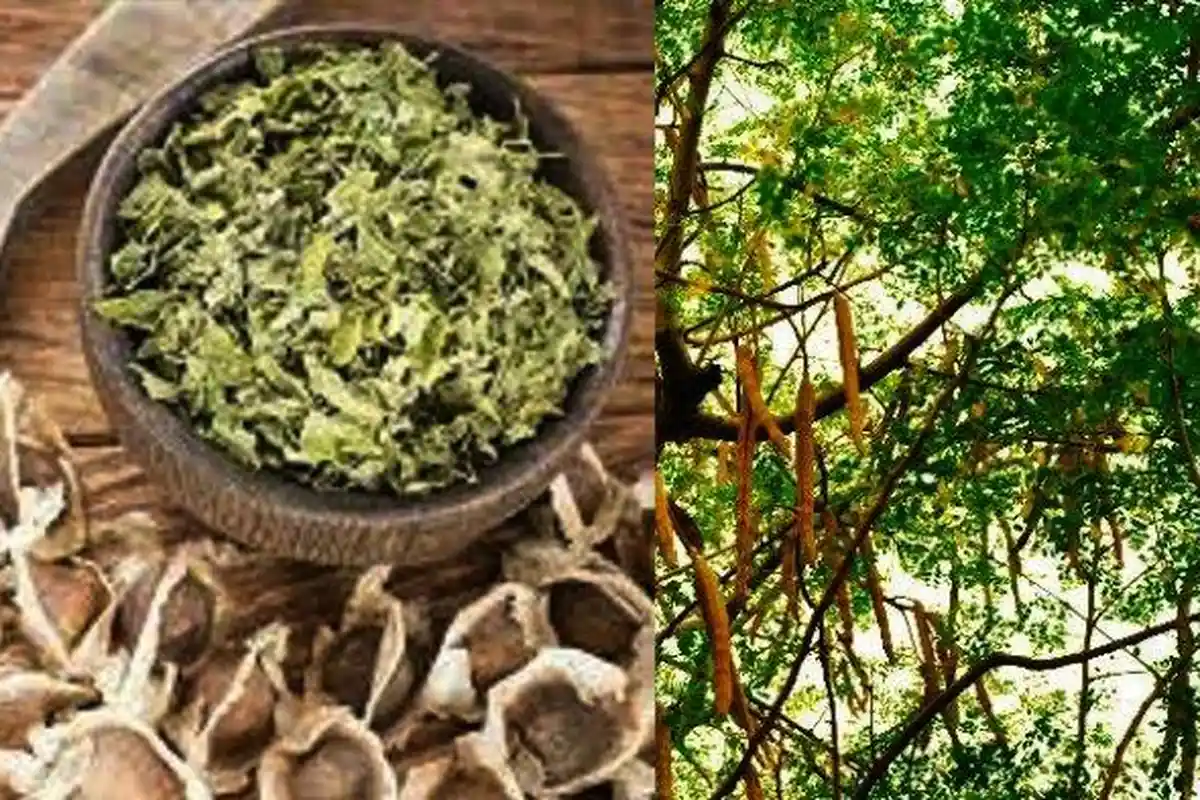 Sederet Manfaat Biji Kelor untuk Kesehatan Tubuh, Diantaranya Tidur Lebih Nyenyak