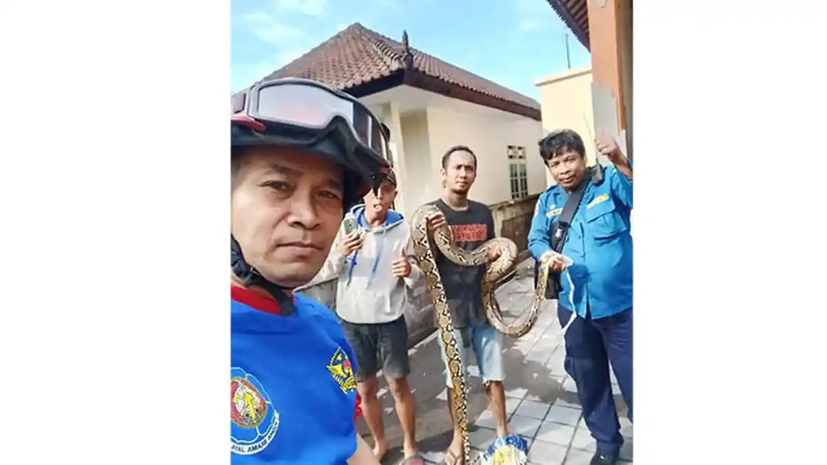 15 Ular dan Biawak Masuk Pemukiman di Denpasar Selama Seminggu, Ada yang 'Shooping' ke Toko