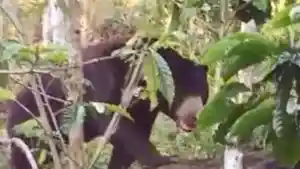 warga-Tanggamus-lihat-beruang-di-bawah-pohon-jengkol.jpg