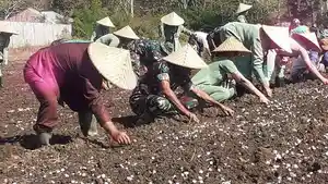 Jajaran-Kodim-1613-Sumba-Barat-tanam-bawang-merah.jpg