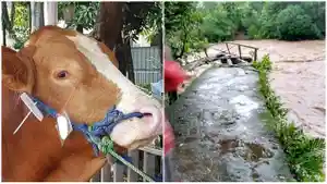 Empat-ekor-sapi-dilaporkan-hanyut-saat-air-sungai-di-Desa-Rompegading.jpg