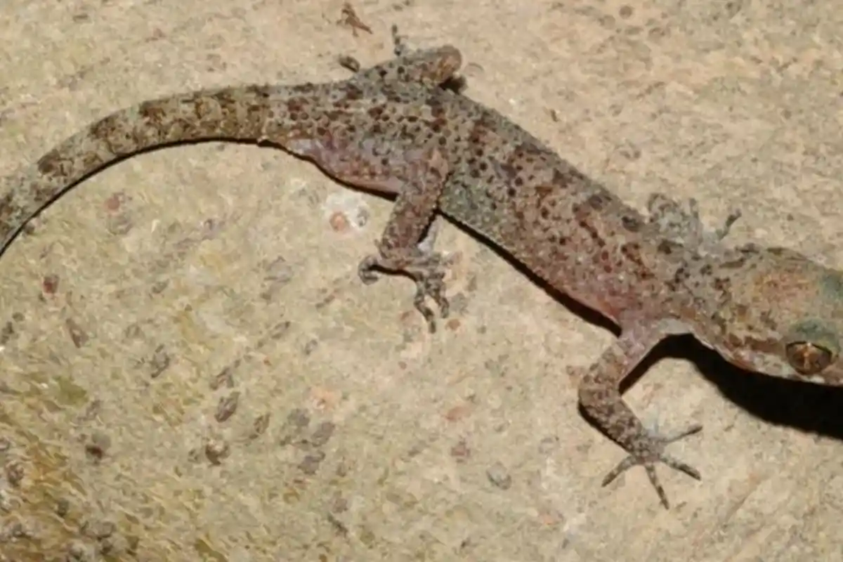 Arti Mimpi Cicak Jatuh, Pertanda Mengalami Musibah hingga Kesialan, Begini Tafsiran Lengkapnya