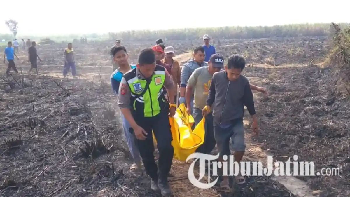 Kakek Jombang Mau Bakar Sisa Daun Tebu di Lahan Miliknya, Malah Jatuh ke dalam Api & Hangus Terbakar