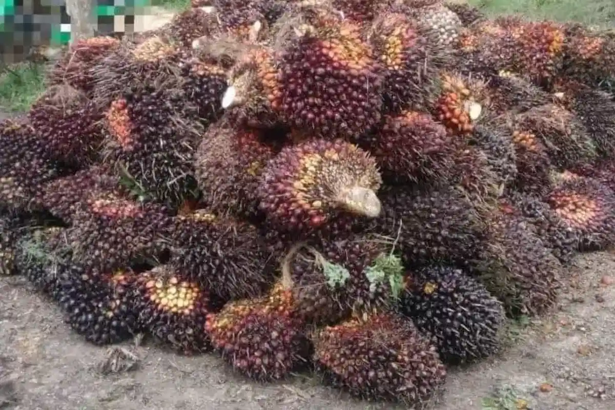 Harga Sawit Jambi Pekan Ini Naik Lumayan di Semua Umur, di Batanghari Juga Naik