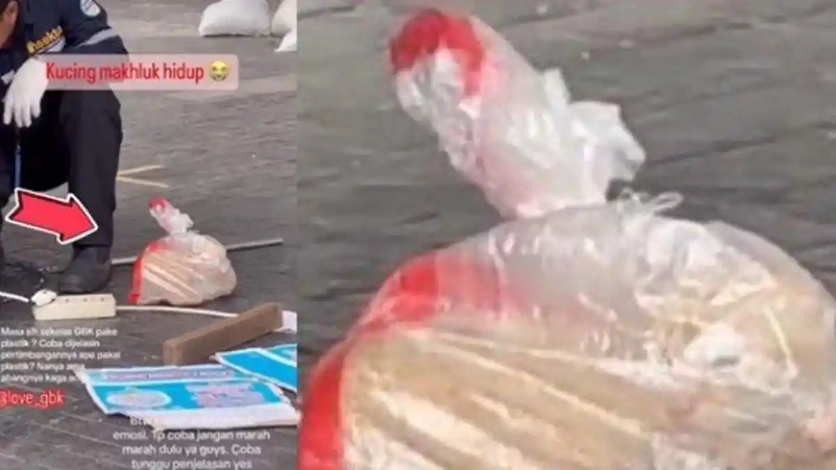 KRONOLOGI Sebenarnya Petugas GBK Masukkan Kucing Hidup ke Plastik, Sempat Dituduh Penyiksaan