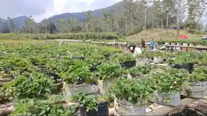 Kebun-Strawberry-Emte-Highland-Resort-Bandung.jpg