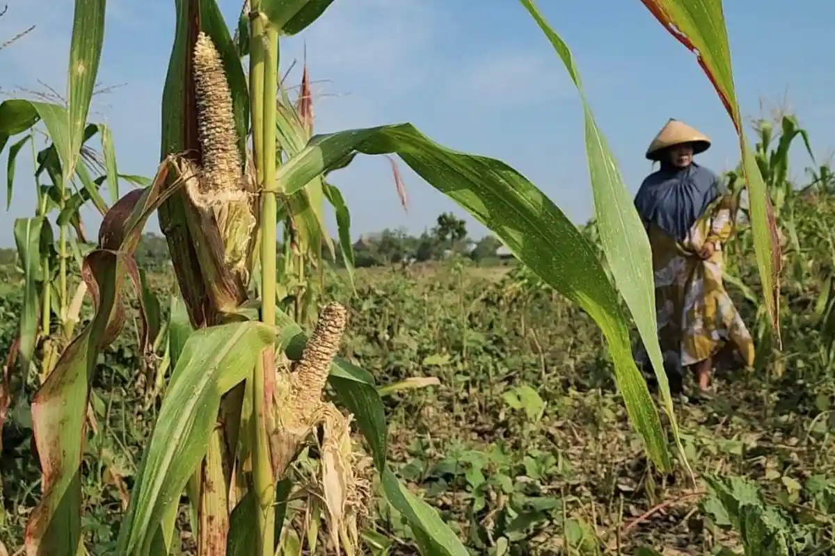 Serangan Hama Tikus Luluh Lantakkan Lahan Pertanian di Bojonegoro, Kerugian Petani Jutaan Rupiah