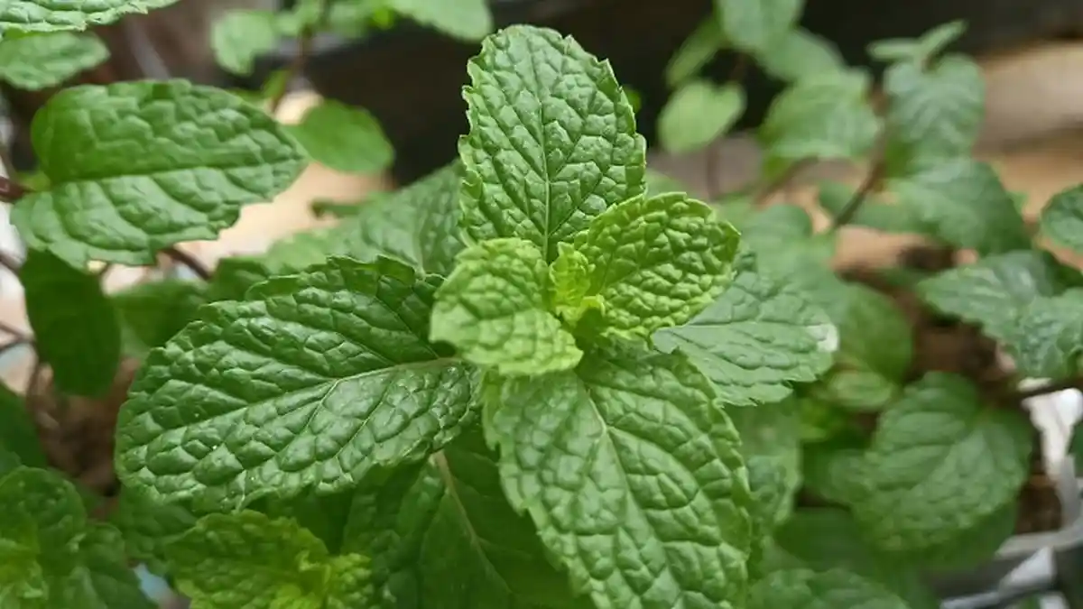 Kandungan Nutrisi Melimpah, Ini Manfaat dari Daun Mint untuk Kesehatan