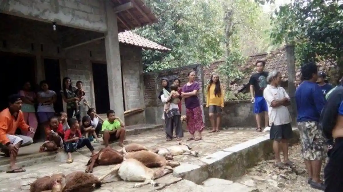 HEBOH, Diduga Dimangsa Mahluk Penghisap Darah, 24 Kambing Warga Kuningan Mati Misterius