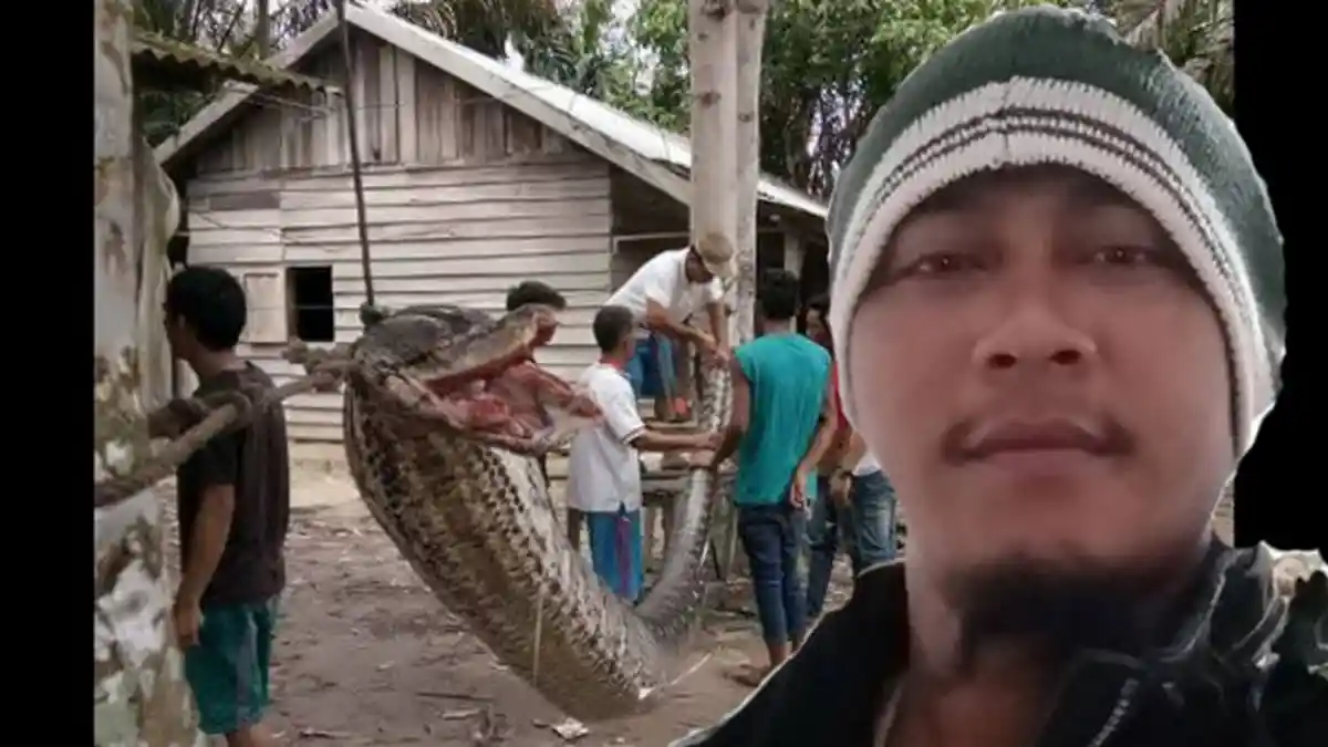 Robert Dirawat Intensif Pasca Digigit Ular Piton, Ini Cara Penanganan Agar Tidak Mati