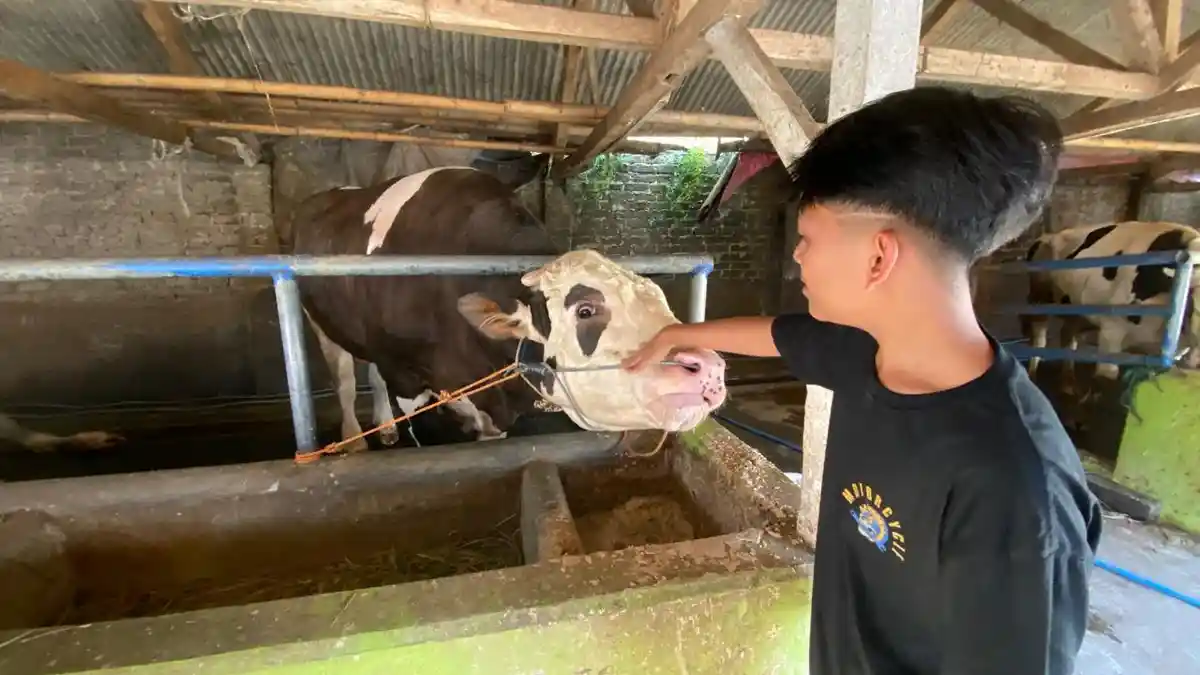 2 Sapi Jumbo Milik Peternak Asal KBB Dipilih Jokowi untuk Kurban, di Antaranya Berbobot 1,28 Ton