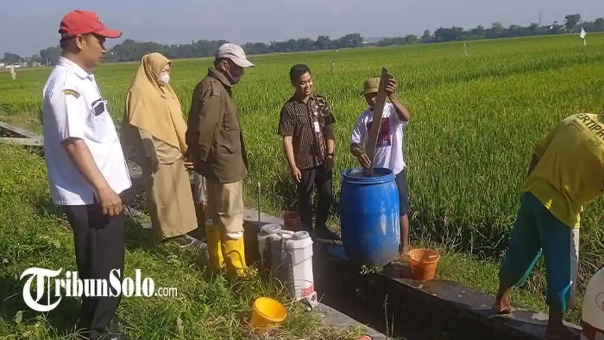 Hama Wereng Cokelat Ancam Pertanian di Sukoharjo, Distankan Minta Petani Lakukan Ini