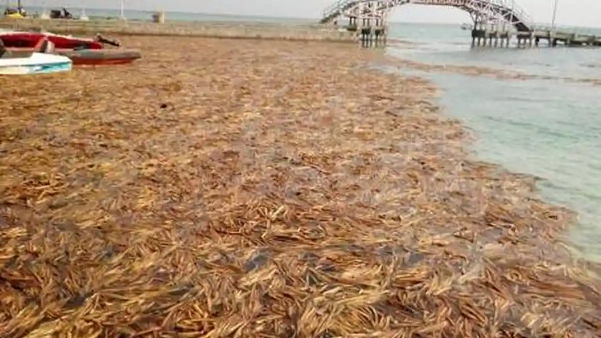 Jutaan Eceng Gondok Penuhi Pantai Pulau Tidung