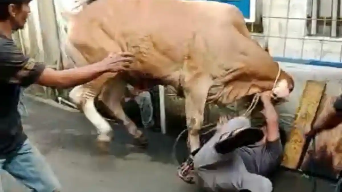Sapi Kurban Mengamuk dan Seruduk Warga Saat Akan Disembelih di Andir Bandung
