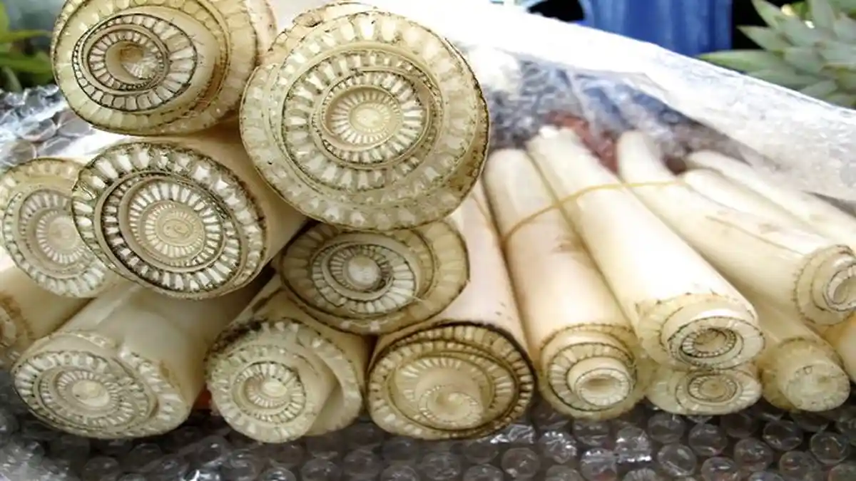Ini 10 Manfaat Gedebog Pisang Bagi Kesehatan yang Dijual Mahal di Amerika Serikat