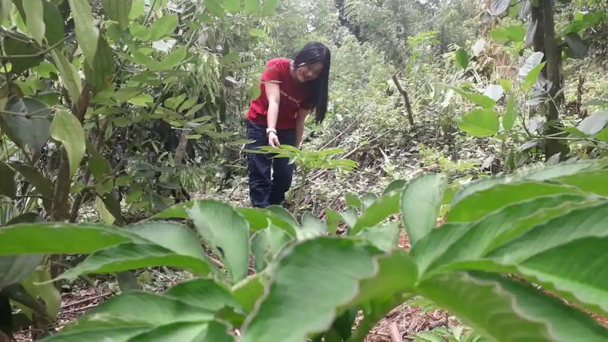 Bunga Porang Mulai Dilirik Warga Sinjai, Harganya Capai Rp150 Ribu/Batang