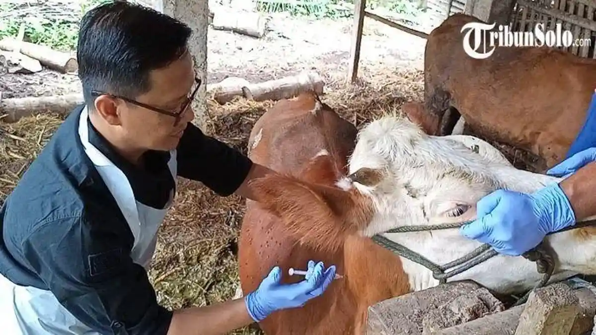 17 Sapi Mati Karena PMK di Boyalali, Tiap Hari Kasusnya Makin Melonjak, 102 Sudah Bergejala