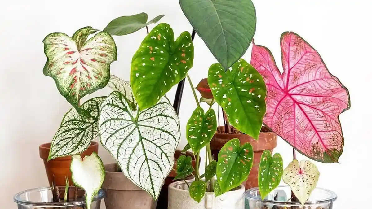 5 Pupuk Terbaik untuk Caladium, Dijamin Tumbuh Sehat dan Subur