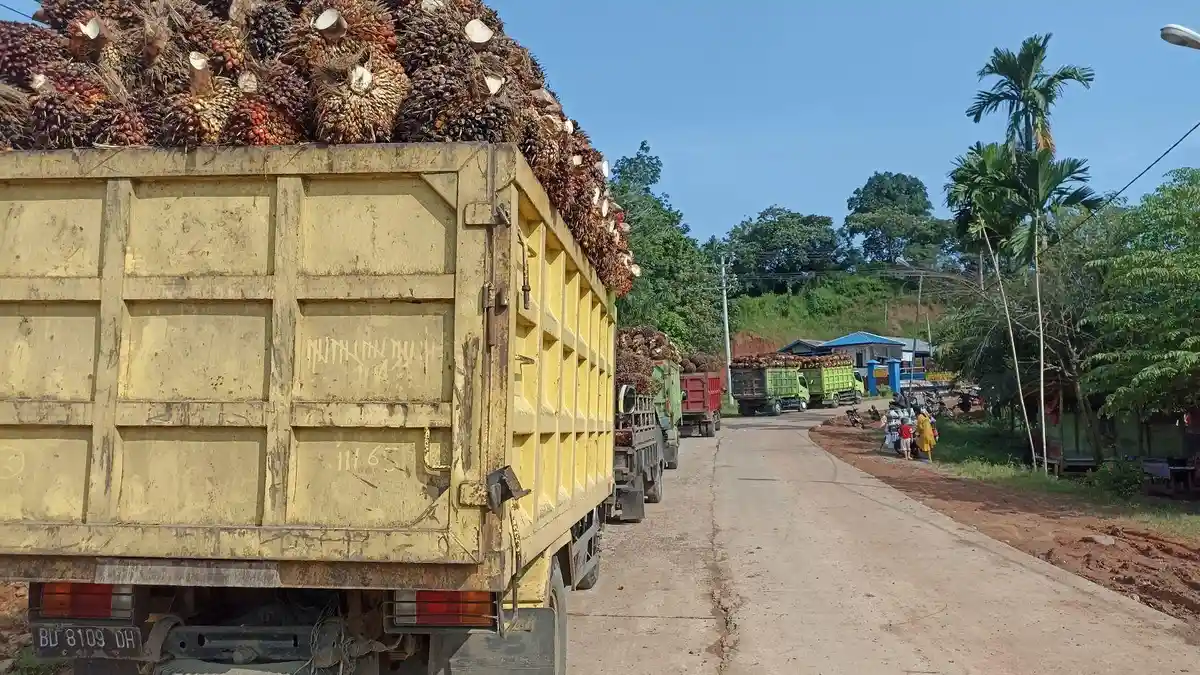 Harga TBS Sawit Bengkulu Terus Turun: Supplier Ini Remas Kerupuk, Bingung Hadapi Petani