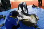 KPU Potong Hewan Kurban Idul Adha 1444 H