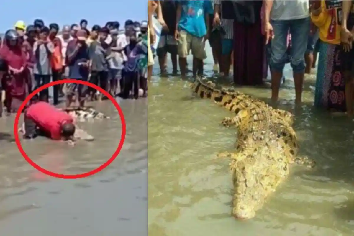 Heboh Kemunculan Buaya Kuning Keemasan, Jadi Sorotan Usai Sang Predator Diam saat Dicium Warga